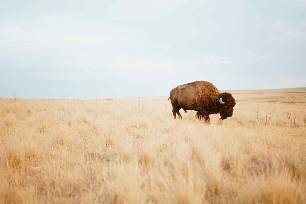 Bison roaming the plains of North Dakota