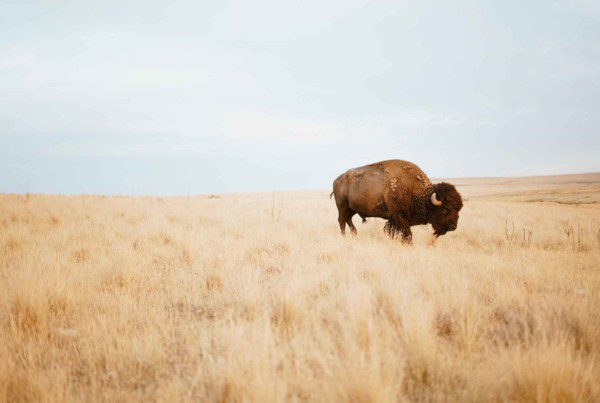 Bison roaming the plains of North Dakota
